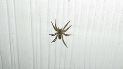 Tigrosa helluo