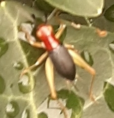 Phyllopalpus pulchellus
