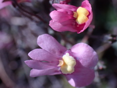 Nemesia fruticans