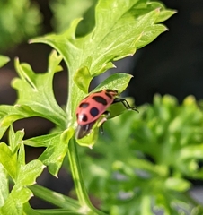 Coleomegilla maculata
