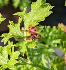 Coleomegilla maculata