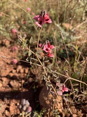 Indigofera heterophylla
