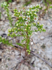 Symphyotrichum ericoides
