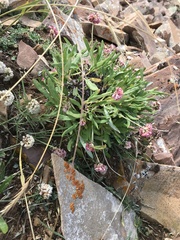 Eriogonum coloradense