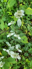 Pycnanthemum
