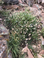 Eriogonum coloradense