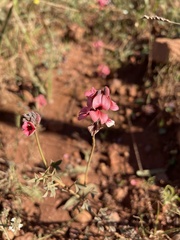 Indigofera heterophylla