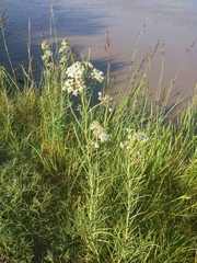 Asclepias subverticillata