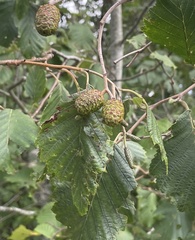 Alnus incana