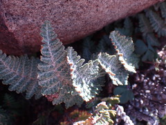 Cheilanthes eckloniana