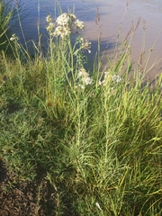 Asclepias subverticillata