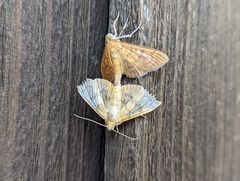 Psara obscuralis