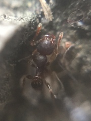 Pheidole parva