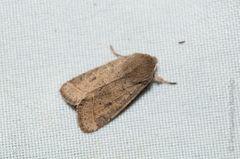 Orthosia cerasi