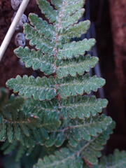 Cheilanthes eckloniana
