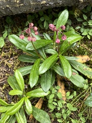 Chimaphila umbellata