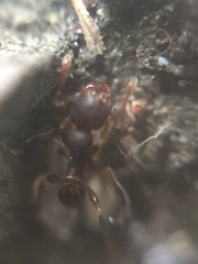 Pheidole parva