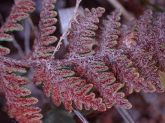 Cheilanthes eckloniana