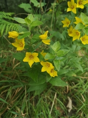 Lysimachia punctata