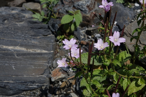 Epilobium algidum (Epilobium algidum)