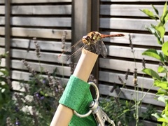 Sympetrum striolatum