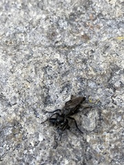 Cyrtopogon