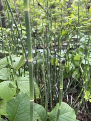 Equisetum