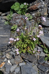 Epilobium algidum