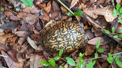 Terrapene carolina
