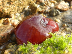 Actinia equina