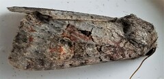 Trichordestra legitima