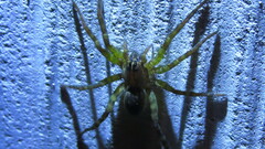 Tigrosa helluo