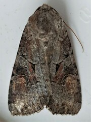 Trichordestra legitima
