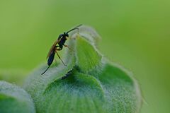 Diplazon laetatorius