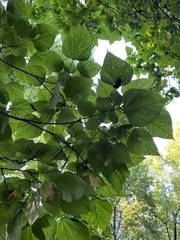 Catalpa