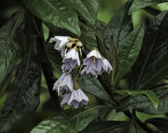 Solanaceae