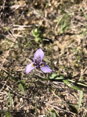 Moraea fergusoniae