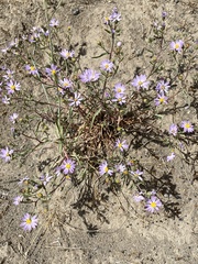 Dieteria canescens