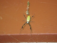 Trichonephila clavipes