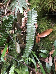 Asplenium normale