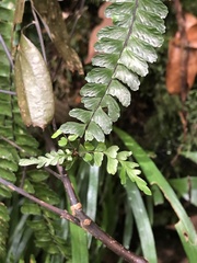 Asplenium normale