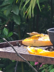 Hamadryas feronia