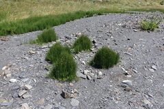 Equisetum ramosissimum