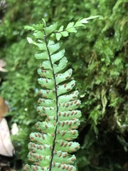 Asplenium normale