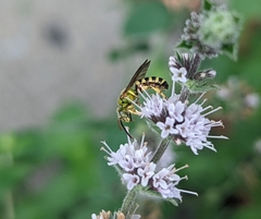 Agapostemon