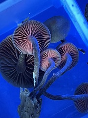 Deconica