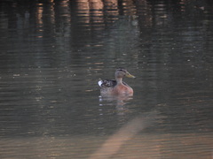 Anas platyrhynchos platyrhynchos