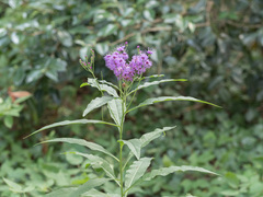 Vernonia gigantea