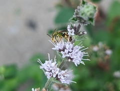 Agapostemon