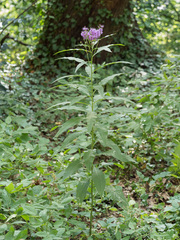 Vernonia gigantea
